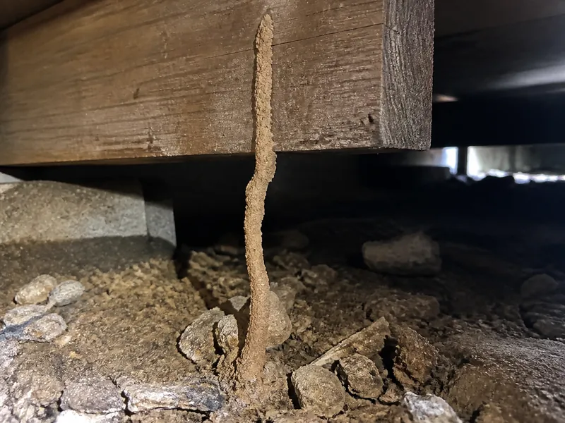 蟻道の確認